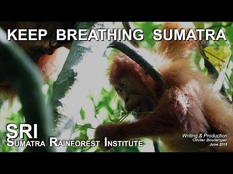 Tapanuli's Orangutan Conservation Project (TOCOP)