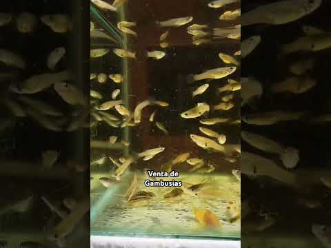 Venta de peces en Tarata Cochabamba #peces #ventadepeces #tarata #pecesdeaguadulce