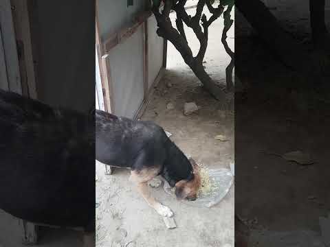 feeding a street dog in Dhaka!