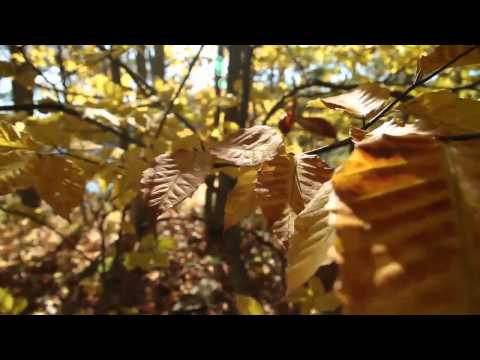 DANIEL HELMSTEDT - DER LAUBTÄNZER • pure* records