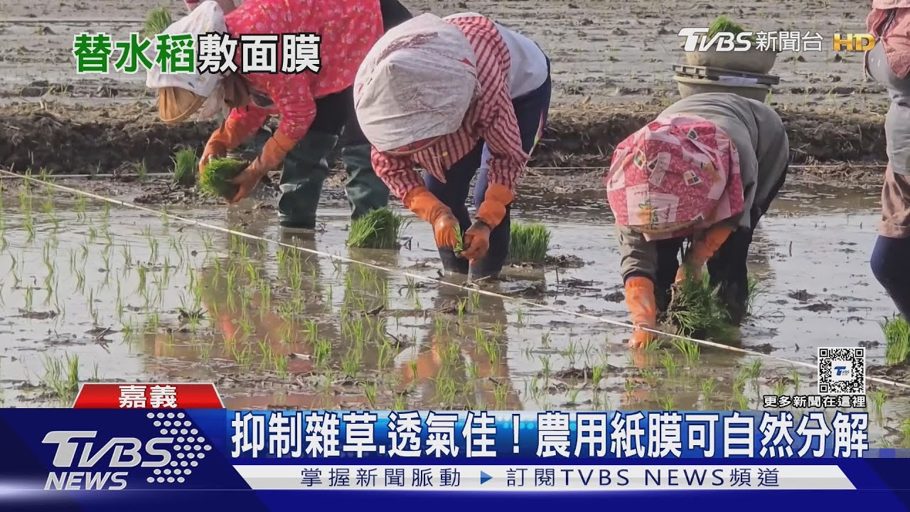 替水稻「敷面膜」!省去人力除草「國產紙膜」成有機稻農幫手