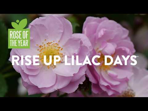 Rose of the Year 2026 - Rise Up Lilac Days®