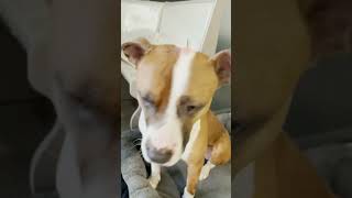 Video preview image #1 American Staffordshire Terrier-Boxer Mix Puppy For Sale in Holly Springs, NC, USA