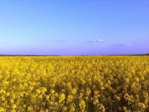 ТІК - Люби ти Україну! Audio