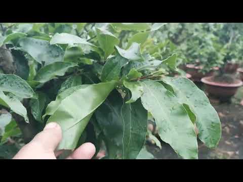 Apricot care on April 16th lunar calendar, what fertilizer helps apricot leaves become thicker?