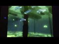 Finding Nemo Inside The Whale In Full Screen
