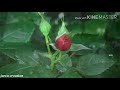 Nenjathil Vegu Natgalai Dhinandhorum Tamil Movie Songs Status San Mobiles