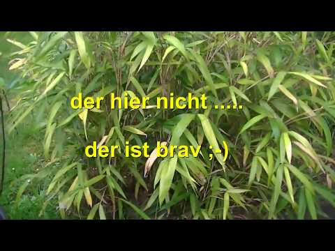 Bambus Horst-bildend , ausgebrochen, glaubt nicht alles !