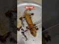 Man Eatting Lizard Shorts Trending Lizard Hunting