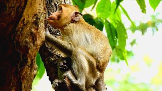 JANNA FORAGES WITHOUT JANE AND JODY, SHE IS ADULT &amp; WE HOPE THAT...SHE NOT ASK MILK JANE AS SOON AS