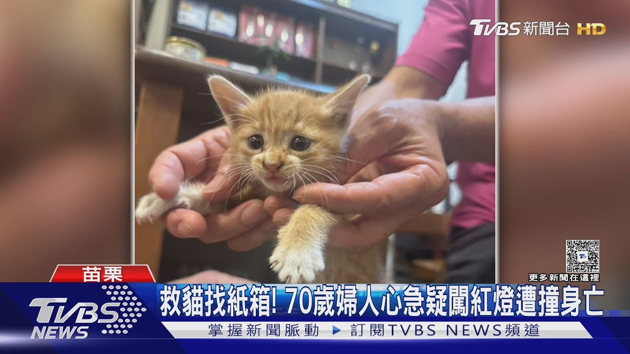 救小野貓找紙箱! 70歲婦人心急疑闖紅燈遭撞身亡