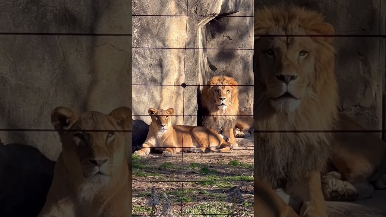 YouTube Short thumbnail