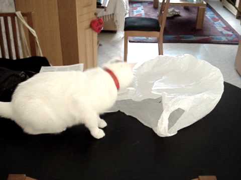 Why cats shouldn't be curious about plastic bags