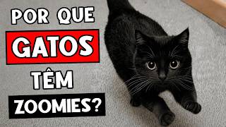 A VERDADEIRA razão pela qual seu gato tem ZOOMIES (e o que isso tem a ver COM VOCÊ) 🐈