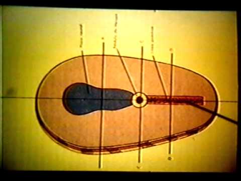 Dr Eduardo Kremenchutzky - Embriología humana