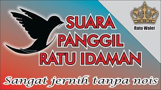 Download lagu Suara Pangil SP. Ratu idaman suara walet jernih tanpa noise suara walet birahi untuk budidaya walet mp3