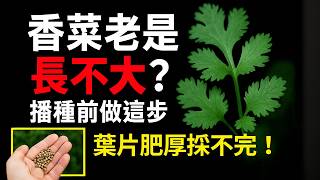 香菜老是長不大？播種前做這步，葉片馬上變厚又耐摘！