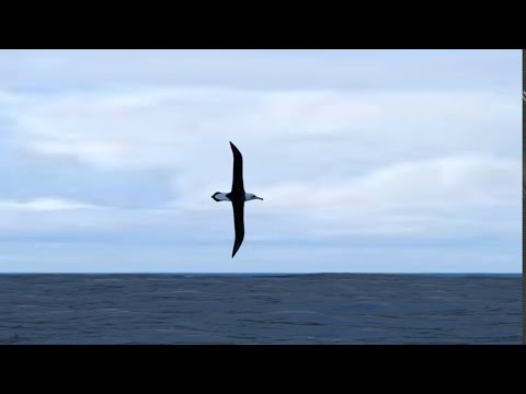 Dynamic Soaring The flight of the albatross