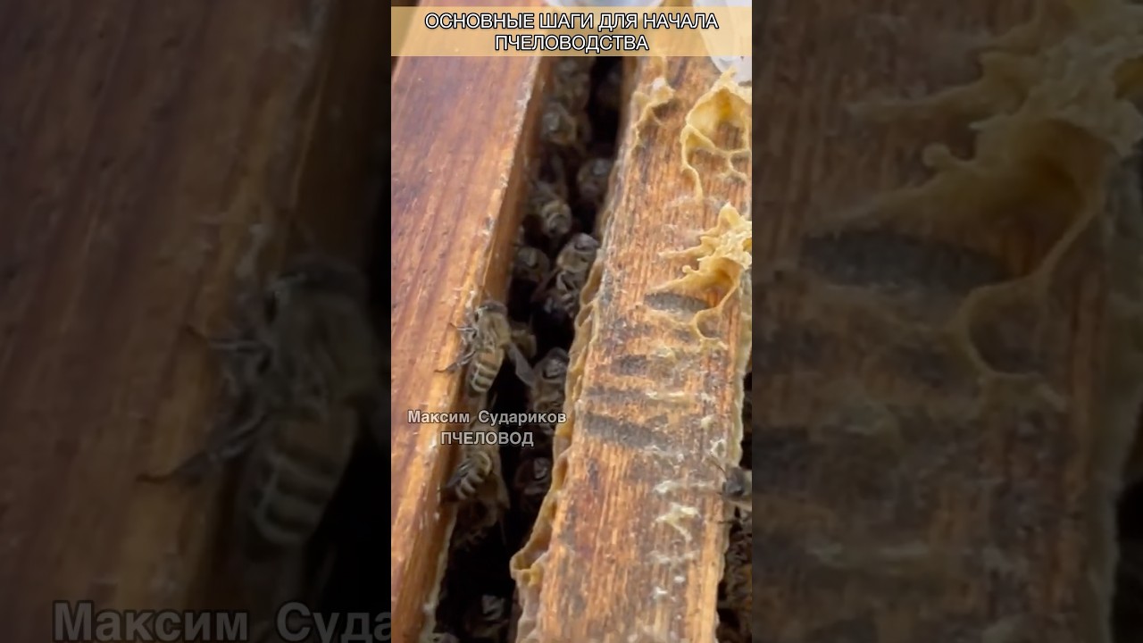 Основные шаги для начала пчеловодства! Пчеловодство для начинающих!