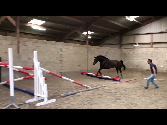 Merrie Selle Français Te koop 2022 Donker bruin / bai ,  Conthargos