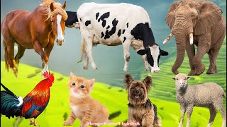 Collection Of Cute Animal Sounds: Chicken, Dog, Sheep, Cat, Horse, Cow, Cat - Animal Moments