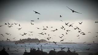 Scenic 17-Mile Drive ( Monterey California)