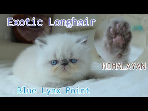 พริกเผ็ด:Exotic Longhair (colour point) Himalayan lynx point เอ็กซ์โซติก ขนยาว สีหิมาลายันลิ้งซ์พ้อย