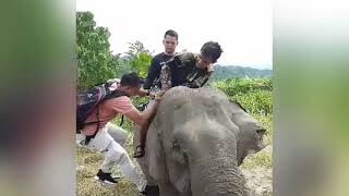 preview picture of video 'Naik gajah di Cru das peusangan'
