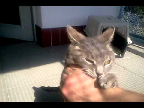 Maurice - der Ringkampf