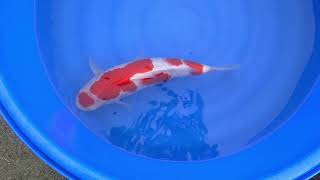 video van Maruten Kohaku 2306009