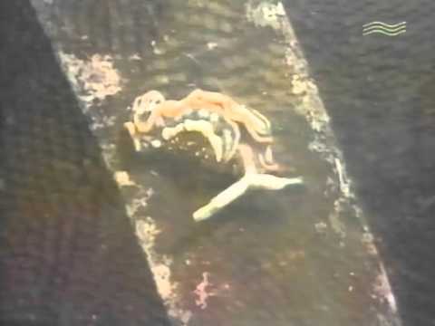 Теленочь Муз ТВ   DJ Necto Lucas   Мини Мир