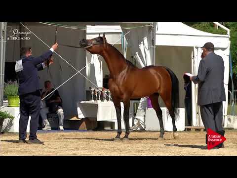 N.70 FEUER JADE - Bergamo 2017 - 4-7 Years Old Stallions (Class 9)