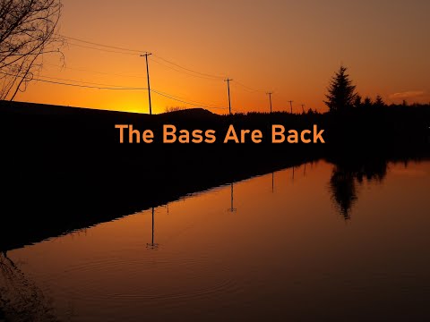 The Bass Are Back