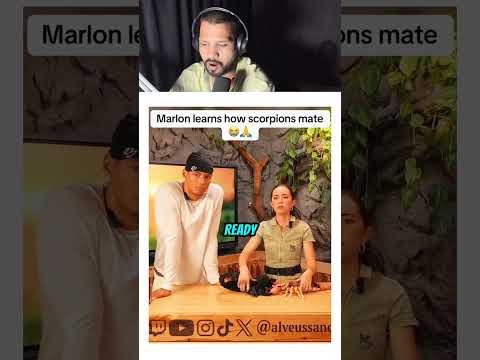 Shrimp and fish meting