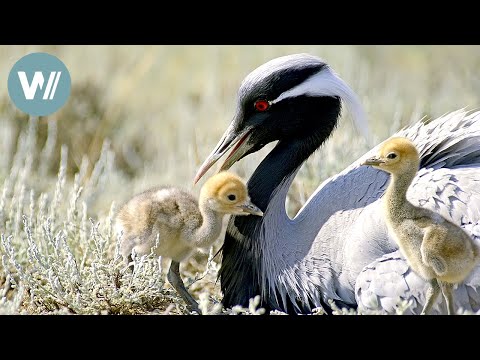 Die Kraniche der russischen Steppe | Tiere vor der Kamera (1997) | Folge 33/57