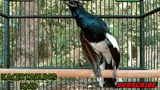 Download lagu Kacer gacor dor tarung ngobra dijamin Kacer lain langsung ngeplay Buka Ekor mp3