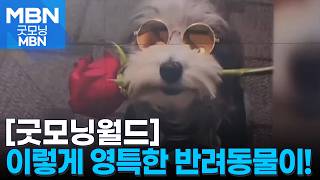 [굿모닝월드] 턱시도그와 똑똑하냥 [굿모닝 MBN]
