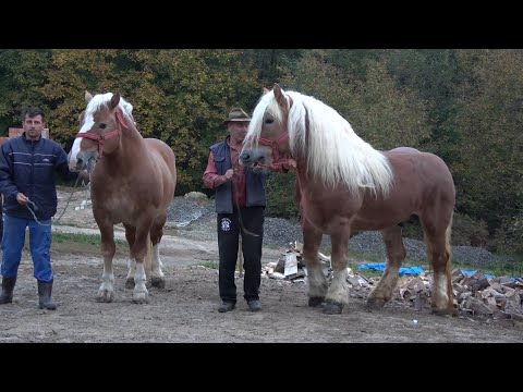 Caii lui Nelu de la Bixad, Satu Mare - 2022 Nou!!!