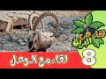 لقاء في البرية | الحلقة الثامنة | لقاء مع الوعــل