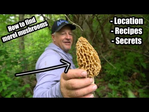 Morel Mushrooms Hunting (Beginner Tips)