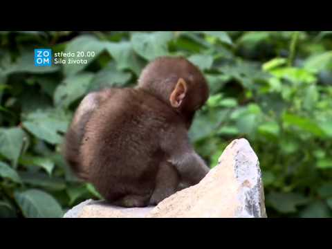 Prima ZOOM - Síla života