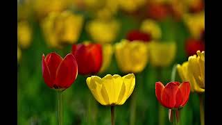 Download lagu Maywood - I`m In Love For The First Time(1981) mp3