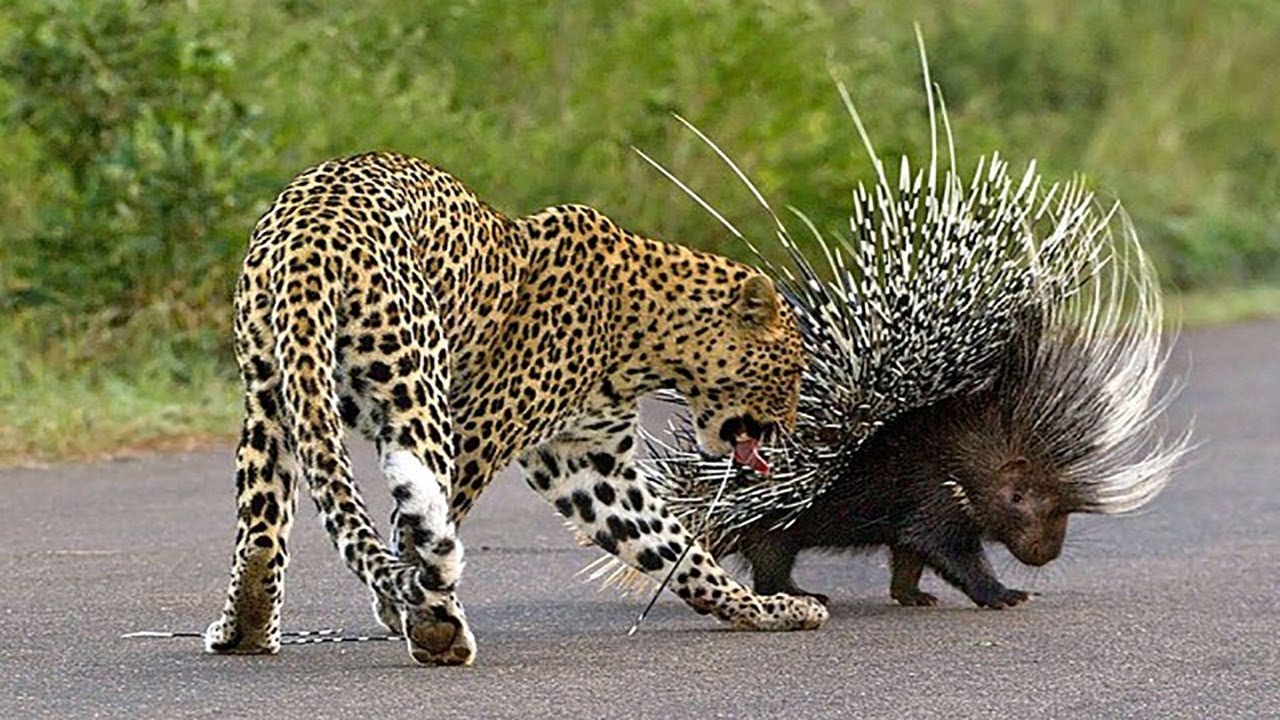10 Most Insane Animal Fights Caught on Tape