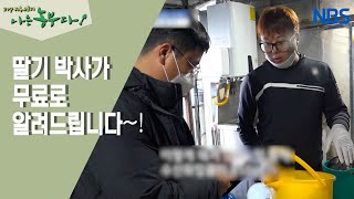 [딸기 부부의 금쪽같은 내 딸기] 딸기 농사 무료로 알려드립니다