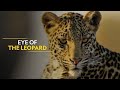 EYE OF THE LEOPARD Animal Planet Full Episode Wild Planet Hindi