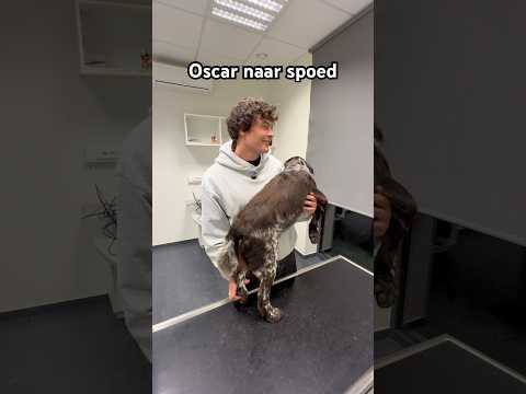 Hoeveel kost een dierenarts van wacht? 🤔