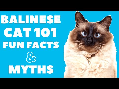 Balinese Cats 101 : Fun Facts & Myths