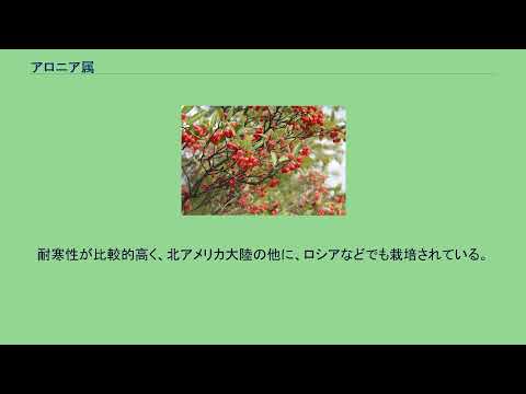 アロニアの育て方
