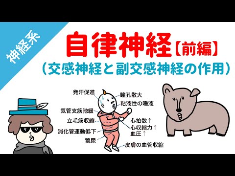 神経について詳しく解説