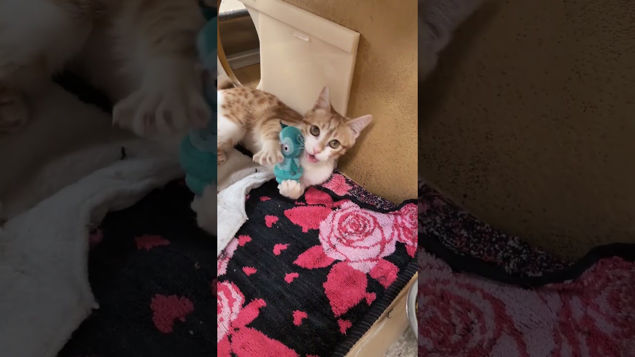 Enlarge Nala, an adopted Domestic Short Hair in Pearland, TX video 3/3